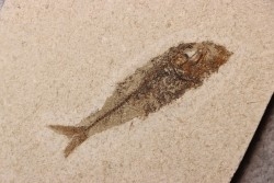 Maurolicus muelleri - lower pliocene - Rimini, Italy