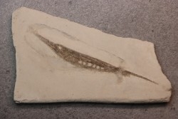 Centriscus strigatus - lower pliocene - Rimini, Italy