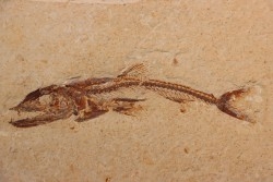 Eurypholys boisieri (Pictet, 1850) - Cénomanien - Haquel - Byblos - LIBAN