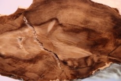 BOIS FOSSILE : CEDRE  -Tertiaire - Mc Dermit, Oregon, USA