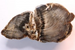 slice of wood - araucaria - Permian - Val de Villé - 67 - FRANCE