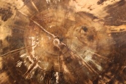 slice of wood - slice of wood  Woodworthia - Triassic - Gokwe, Zimbabwe