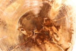 slice of wood - slice of wood  Woodworthia - Triassic - Gokwe, Zimbabwe