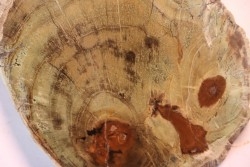 slice of wood - slice of wood  Woodworthia - Triassic - Gokwe, Zimbabwe
