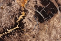 belle tranche de BOIS SILICIFIE - orme  - Tertiaire - Crook county - Oregon, USA