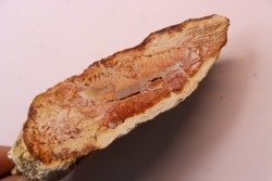 belle tranche de BOIS SILICIFIE rose  conifère  trias  Madagascar
