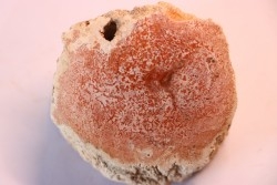 slice of pink wood - conifère - triassic - Madagascar