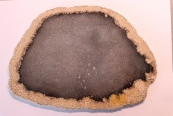 slice of wood - palmoxylon - oligocene - Catahoula formation - Louisiana, USA