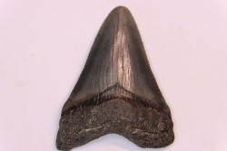 dent de requin: CARCHARODON MEGALODON
