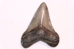 dent de requin: CARCHARODON MEGALODON
