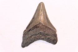 dent de requin: CARCHARODON MEGALODON