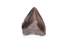 dent de requin: CARCHARODON MEGALODON
