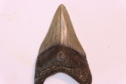 dent de requin: CARCHARODON MEGALODON