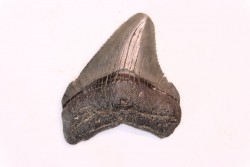 dent de requin: CARCHARODON MEGALODON