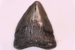 dent de requin: CARCHARODON MEGALODON
