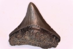 dent de requin: CARCHARODON MEGALODON