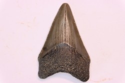 dent de requin: CARCHARODON MEGALODON