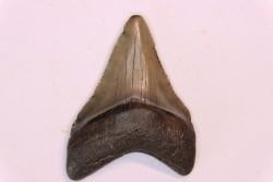 dent de requin: CARCHARODON MEGALODON