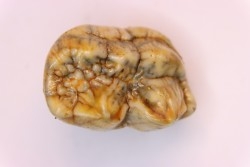 CAVERN BEAR TOOTH - Ursus spelaeus - Pléistocène  from  Europe.