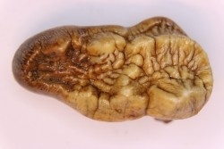 CAVERN BEAR TOOTH - Ursus spelaeus - Pléistocène  from  Europe.
