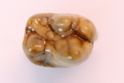 CAVERN BEAR TOOTH - Ursus spelaeus - Pléistocène  from  Europe.