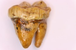 CAVERN BEAR TOOTH - Ursus spelaeus - Pléistocène  from  Europe.