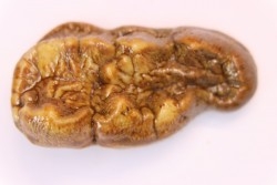 CAVERN BEAR TOOTH - Ursus spelaeus - Pléistocène  from  Europe.