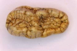 CAVERN BEAR TOOTH - Ursus spelaeus - Pléistocène  from  Europe.