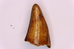 CAVERN BEAR TOOTH - Ursus spelaeus - Pléistocène  from  Europe.