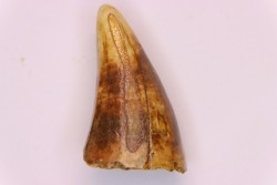 CAVERN BEAR TOOTH - Ursus spelaeus - Pléistocène  from  Europe.
