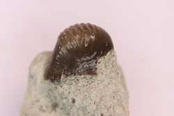 Ptychodus latissimus - upper cretaceous - Bettrechies, 59 - FRANCE