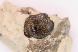 Ptychodus latissimus - upper cretaceous - Bettrechies, 59 - FRANCE
