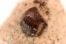 Ptychodus latissimus - upper cretaceous - Bettrechies, 59 - FRANCE