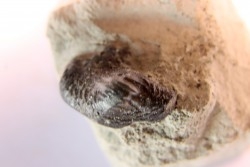 Ptychodus latissimus - upper cretaceous - Bettrechies, 59 - FRANCE