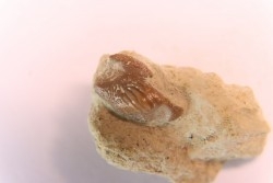 Ptychodus latissimus - upper cretaceous - Bettrechies, 59 - FRANCE
