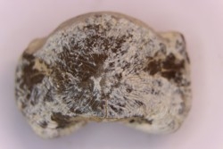 Ptychodus mortoni - Cretaceous - Niobrara Chalk Fmt - Kansas - USA