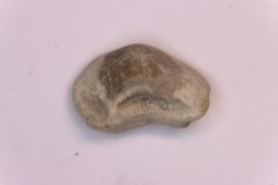 Ptychodus mortoni - Cretaceous - Niobrara Chalk Fmt - Kansas - USA