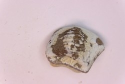 Ptychodus anonymus - Cretaceous - Niobrara Chalk Fmt - Kansas - USA