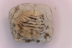 Ptychodus marginalis - Cretaceous - Carlisle Fmt - Kansas - USA