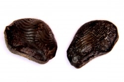Ptychodus decurrens  - Cretaceous - Greenhorn Limestone Fmt - Kansas - USA