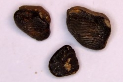 Ptychodus decurrens  - Cretaceous - Greenhorn Limestone Fmt - Kansas - USA
