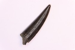 poisson fossile:  XIPHACTINUS AUDAX - Upper cretaceous - Ozan Formation, - TEXAS, USA
