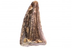 mosasaur tooth:  Clidastes sp. - upper cretaceous - Pecan Gap Chalk Fmt - TEXAS - USA