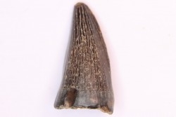 mosasaur tooth:  Clidastes sp. - upper cretaceous - Pecan Gap Chalk Fmt - TEXAS - USA