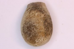 spinifructus antiquus (palm fruit) - upper cretaceous - hell creek fmt - Dawson Co. - Montana - USA