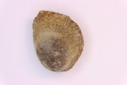 spinifructus antiquus (palm fruit)  crétacé superieur - hell creek fmt - Dawson Co. - Montana - USA