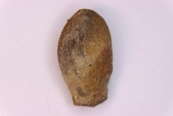 spinifructus antiquus (palm fruit)  crétacé superieur - hell creek fmt - Dawson Co. - Montana - USA