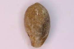 spinifructus antiquus (palm fruit) - upper cretaceous - hell creek fmt - Dawson Co. - Montana - USA