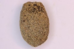 spinifructus antiquus (palm fruit) - upper cretaceous - hell creek fmt - Dawson Co. - Montana - USA