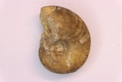 nautilus:  Somalinautilus clavifer - Bathonian -  Saint Benin d'Azy - FRANCE